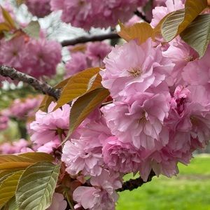 Meet your Posher, Carla vanessa